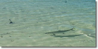 Fly Fishing for Bonefish